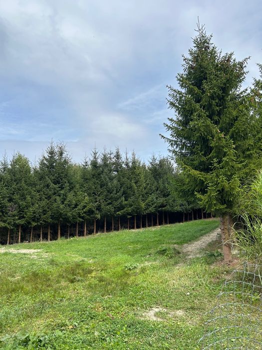 Działka budowlana 12 arów – Uście Gorlickie, Beskid Niski