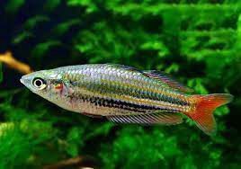 Райдужниця аустраліс рибка акваріумна