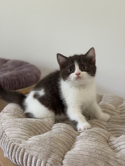 Fêmea British Shorthair com LOP