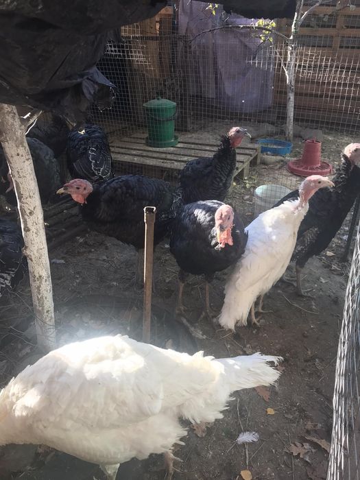 Индюки, индюшки,,,