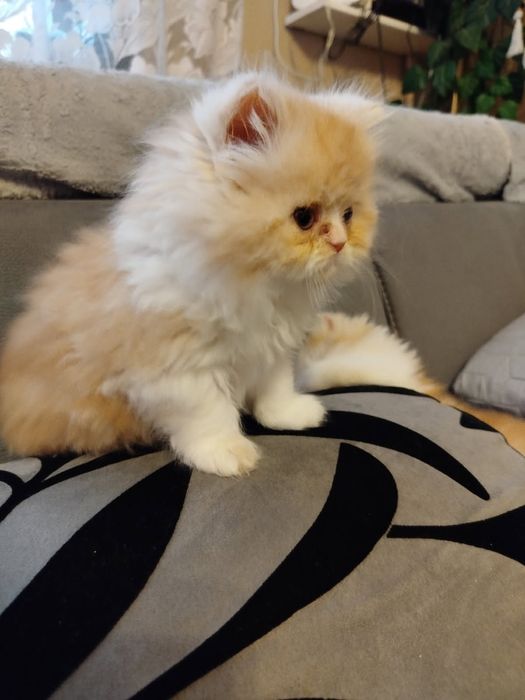 Perska koteczka rudo-biała