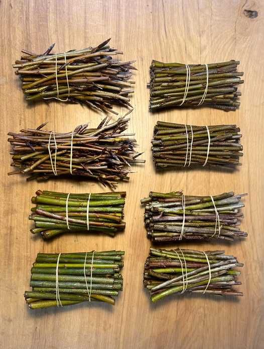 Zrazy do szczepienia - sprzedaż