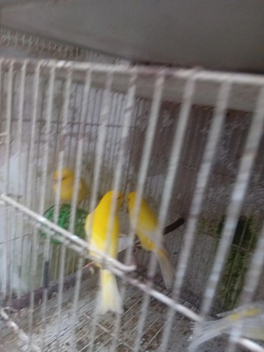 Tenho alguns canarios