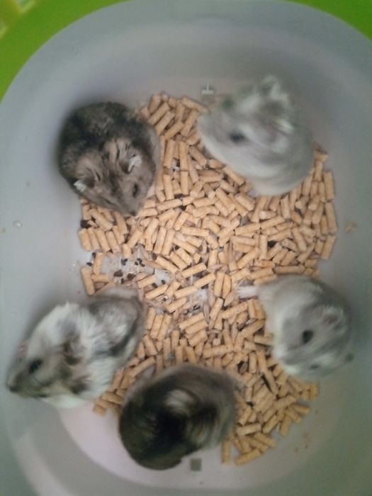 Джунгарский  хомяк