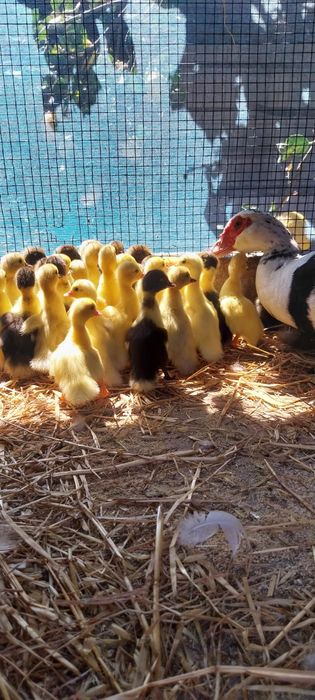 Patos desde 1.5 euros  até 5 euros