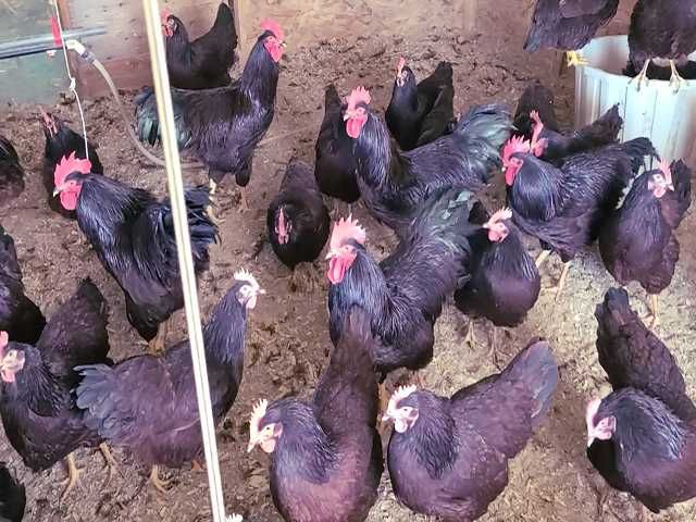 Яйце на інкубацію. Курчат. Род-Айленд - червоний. Оплід 90%.