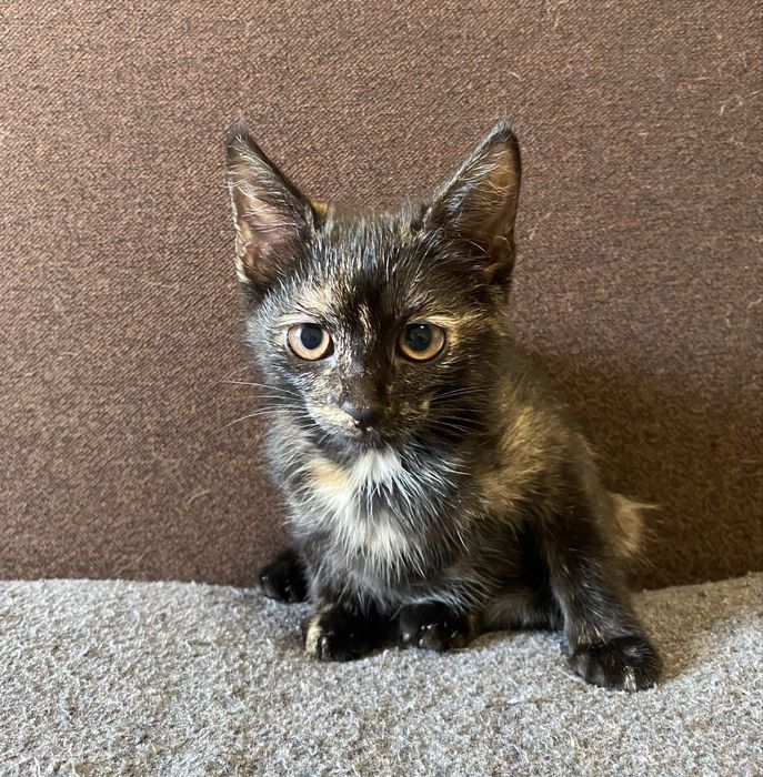 Кошечка ищет дом!Черкассы!