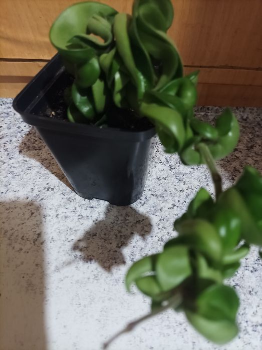 Хойя компакта зелена та варіегата