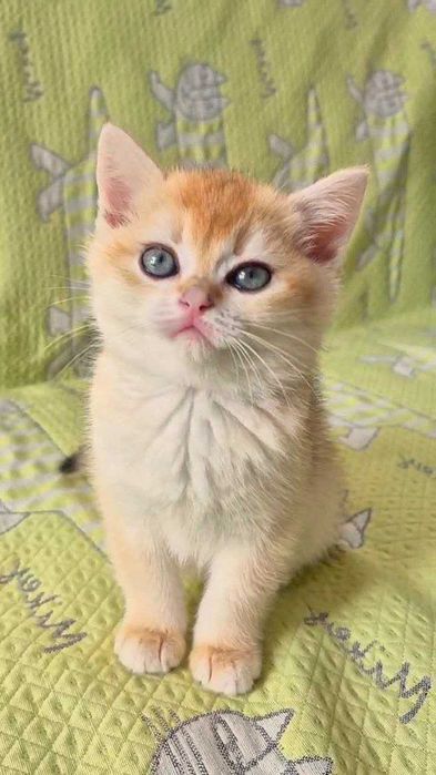 Шотландские котята (ЗОЛОТАЯ ШИНШИЛЛА)