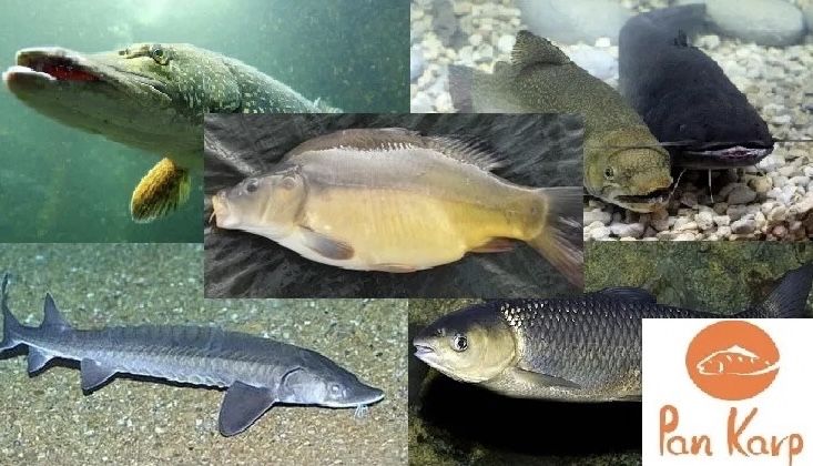 Karp kroczek narybek żywa ryba królewski