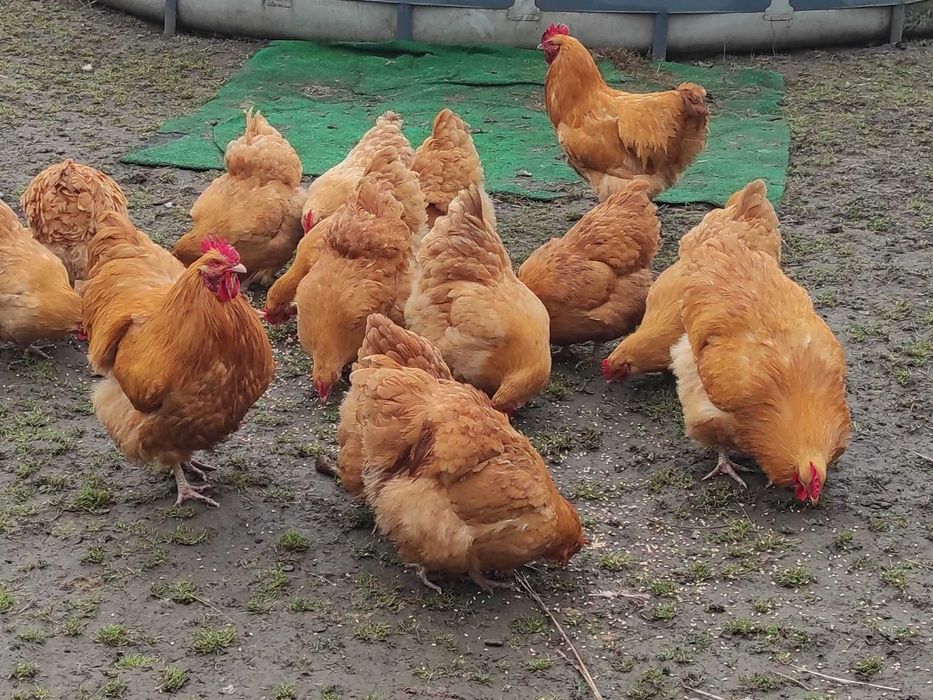 Продам курей Орпінгтонів і інкубаційних яєць.