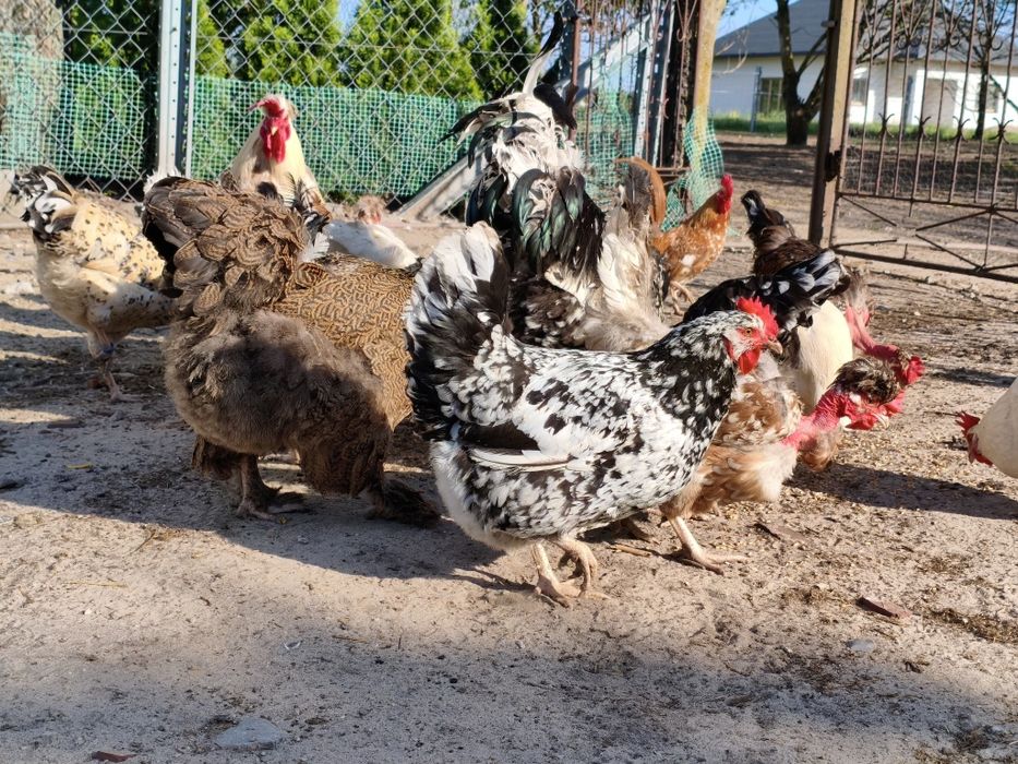 Jajka Lęgowe Mix Ras