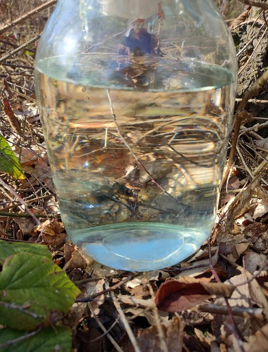 Oskoła sok z brzozy