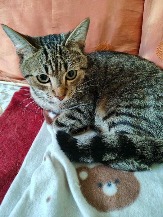 Kotek do adopcji