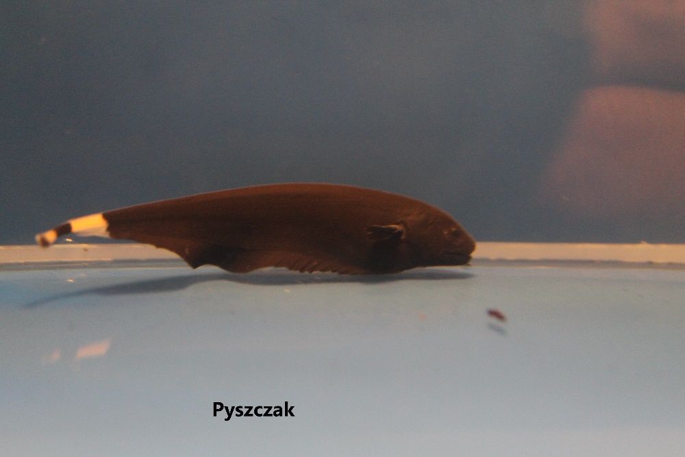 Duch amazoński 8-10 cm