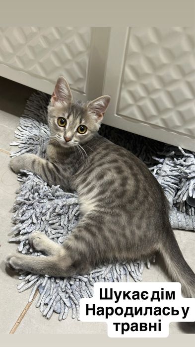 Віддам кошеня безкоштовно