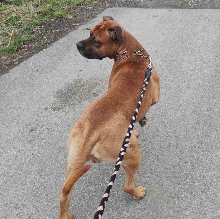 Кобель для вязки стаффорд.