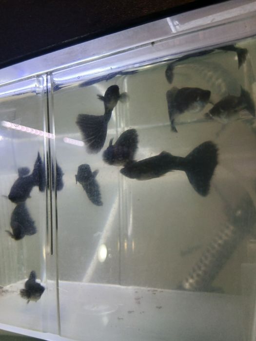 Guppys pretos machos e fêmeas em Faro.  1,50€ cada.