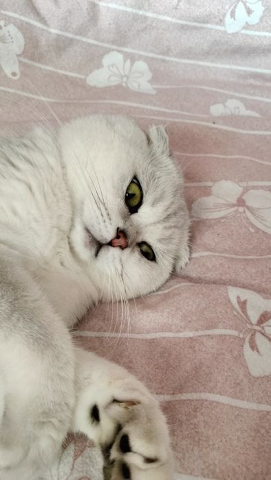 В'язка котів шотландська шиншила