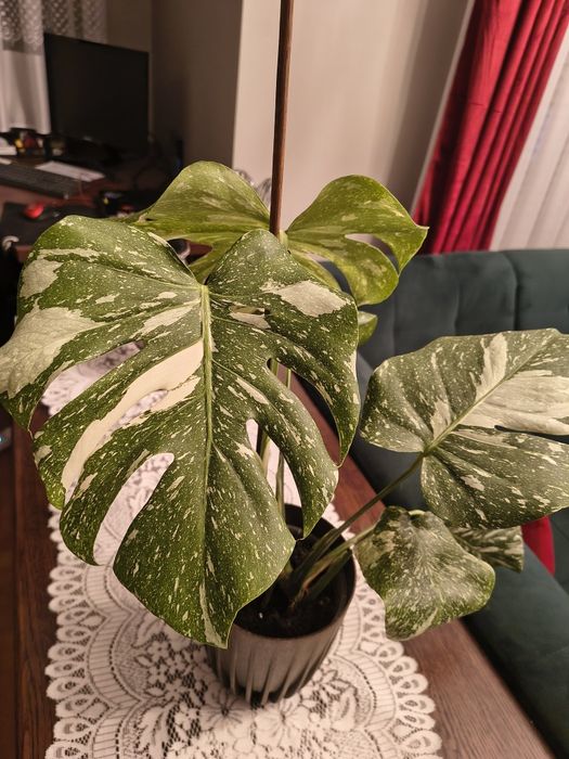 Monstera thai constellation
