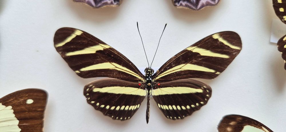 Gablotka motyle Morpho polyphemus Stichophthalma i inne na ścianę