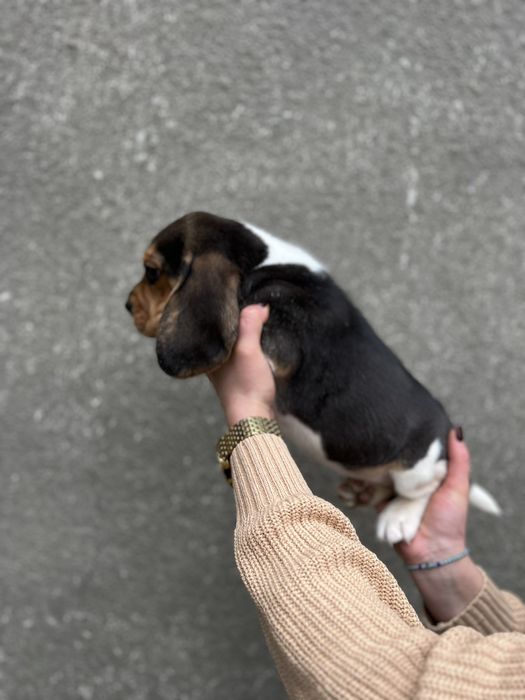 Бигль  девочка мальчик