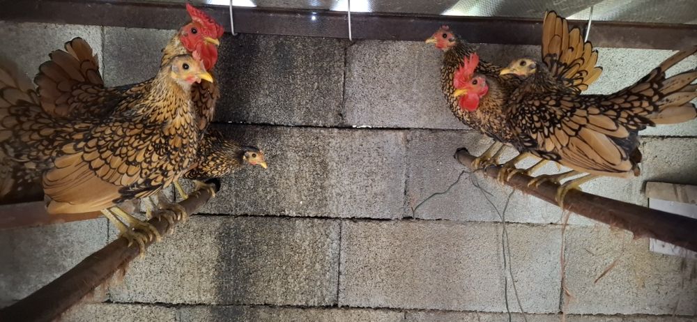 Garnizas sebright douradas