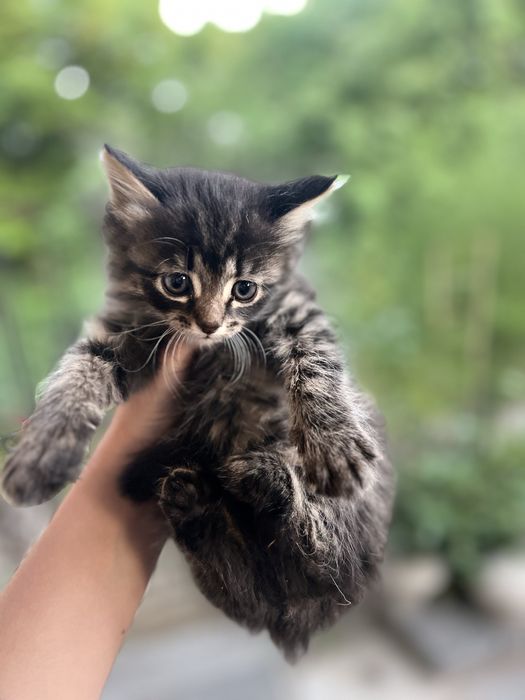Котинята в добрі руки