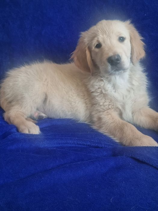 Golden retriever piesek