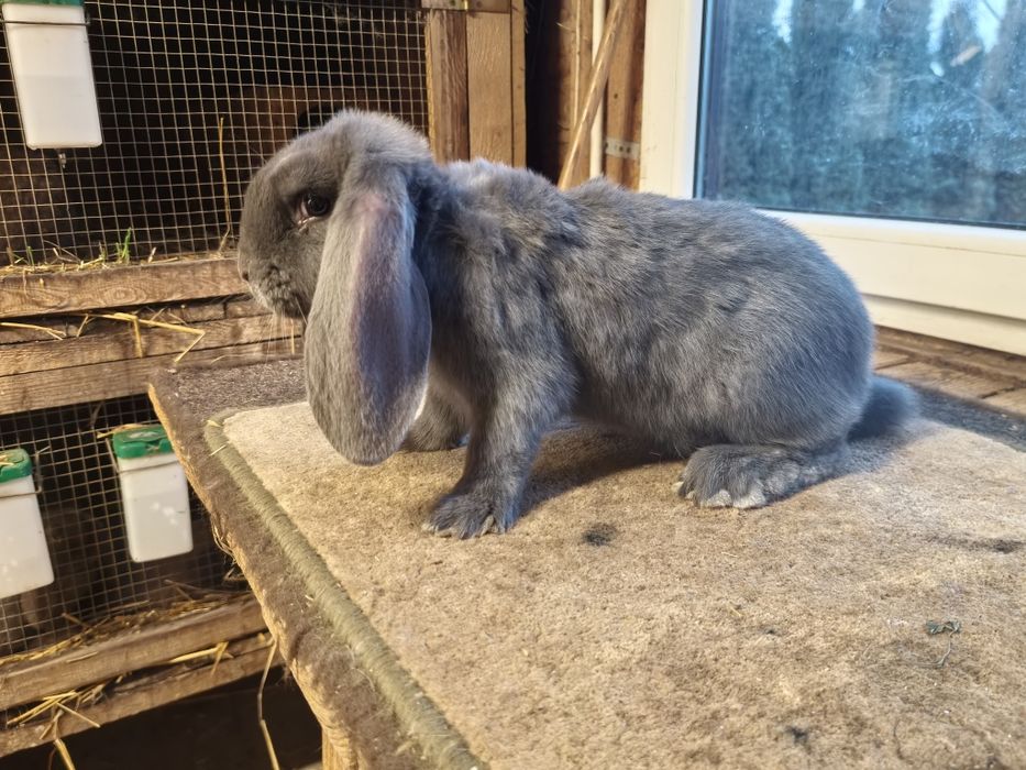 Baran francuski Niebieski samice