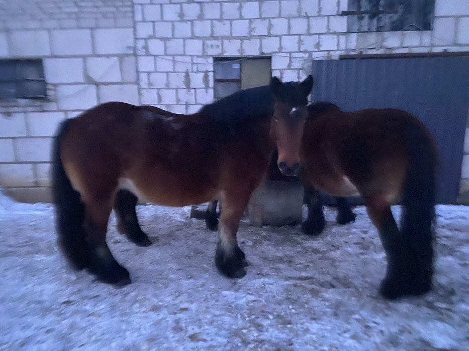 Konie, Klacz, Źrebaki