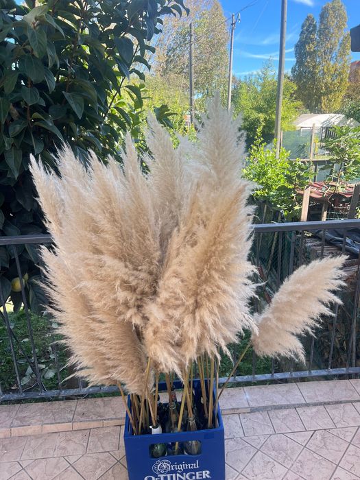 Пампасна   трава