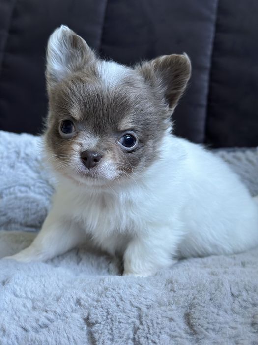 Dziewczynka chihuahua XS