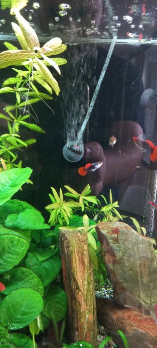 Guppy  Dumbo Red
