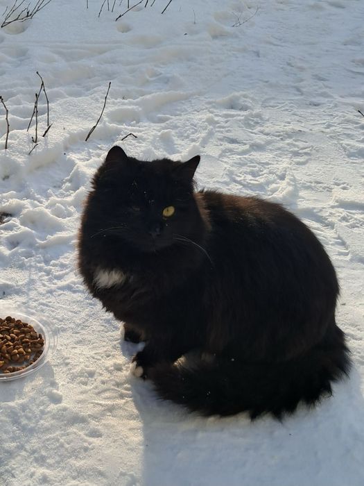 Прилаштовується дуже лагідний і грайливий котик.