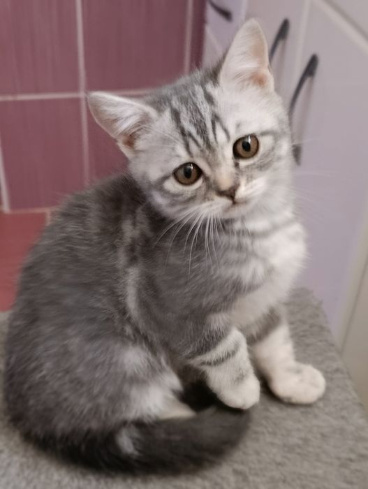 Шотландські котенята Scottish straight