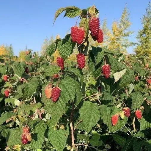 Продам саджанці малини сорту Маравіла