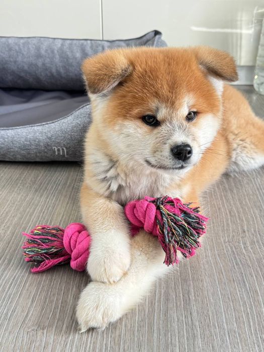 Дівчинка японської  Акіта іну 3 місяці