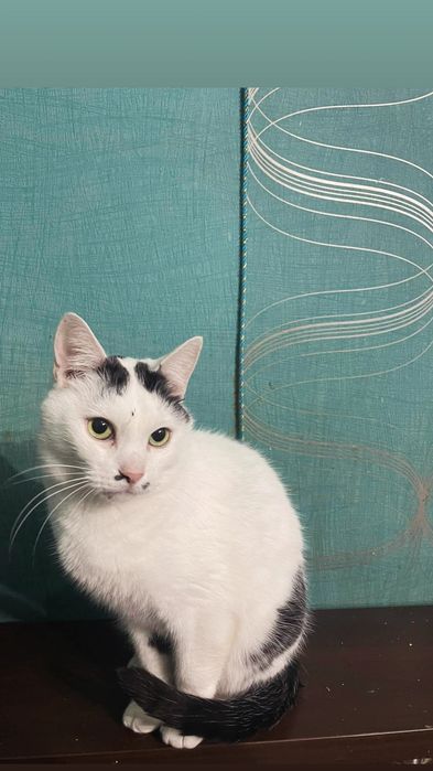 Отдам черно-белого кота, 3 года, кастрирован