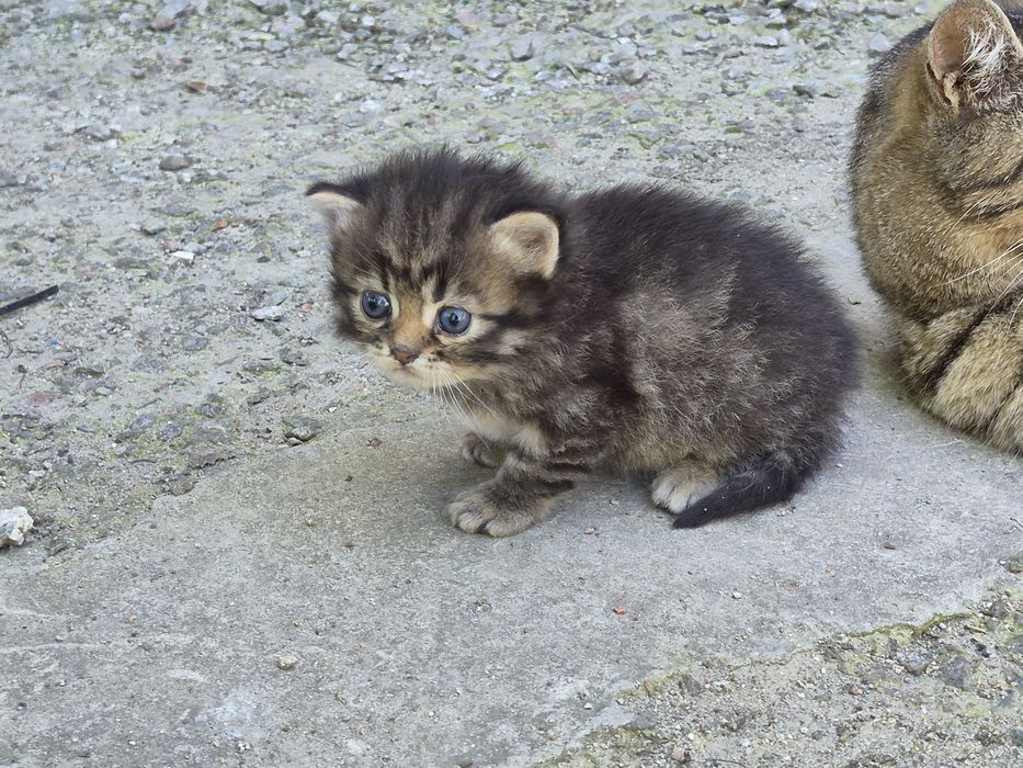 Кошеня шукає родину