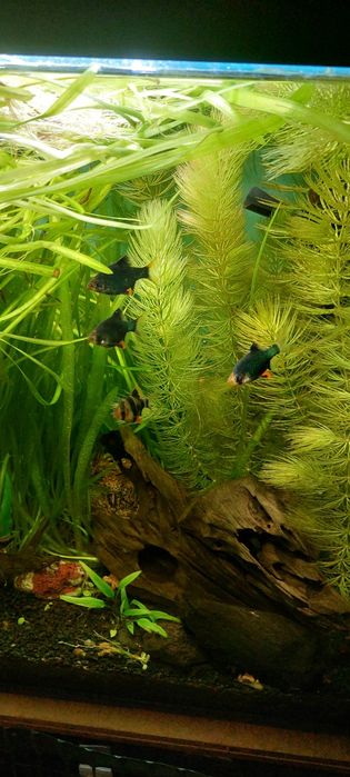 Małe gupiki i rośliny