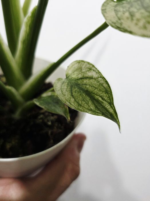 Monstera Deliciosa Mint