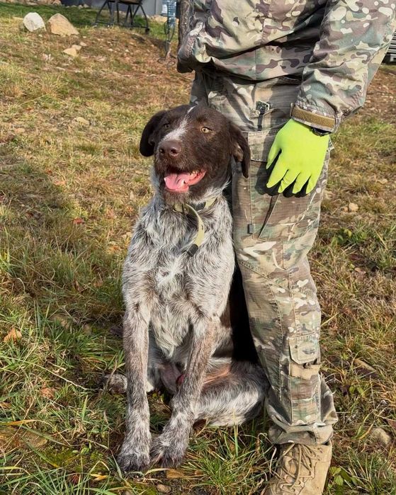 Чак, дратхаар, шукає дім