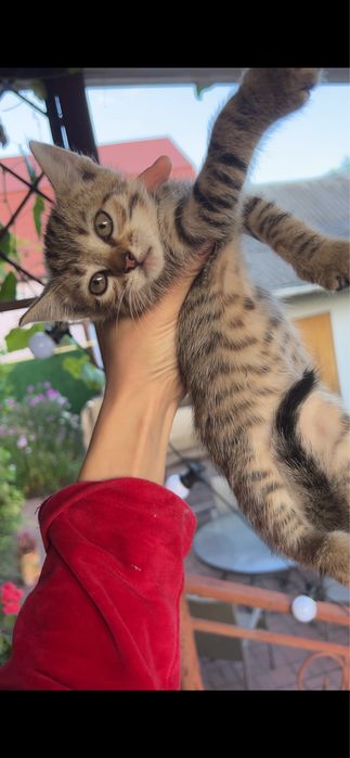 Кошенята безкоштовно