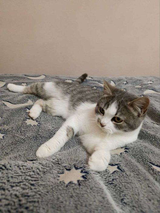 шукаю дім для котика безплатно