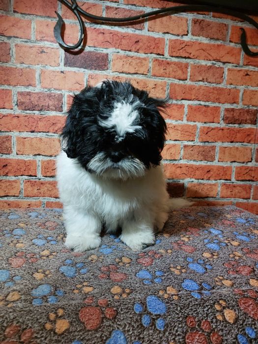 Shih-tzu chlopak