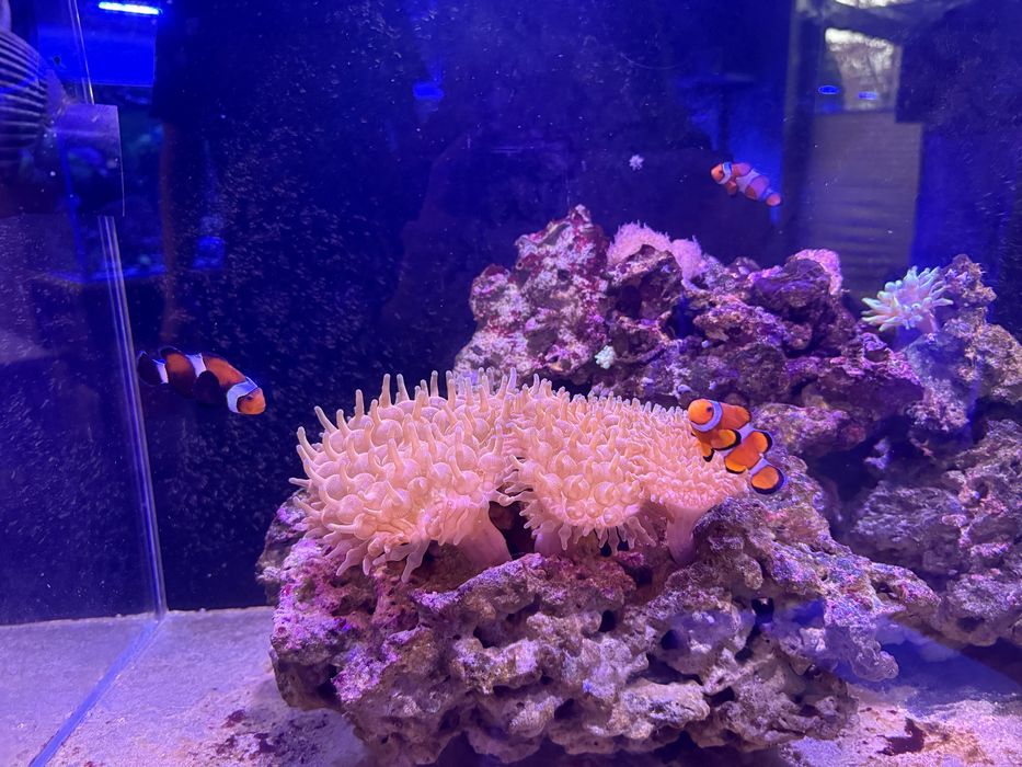 Akwarium morskie z błazenkami