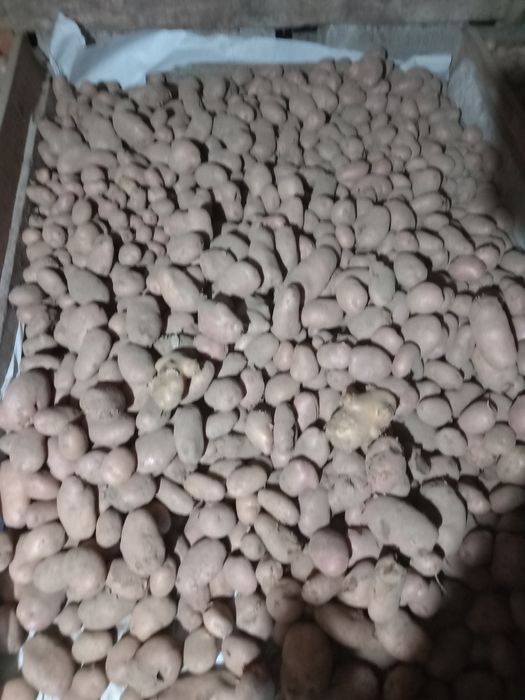 Batatas de boa qualidade novas
