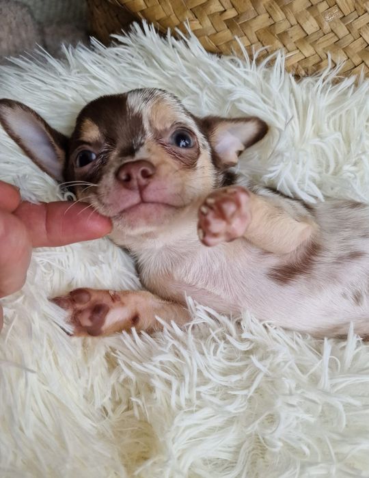 Chihuahua   maleńka czekoladowa  *merle *dziewczynka