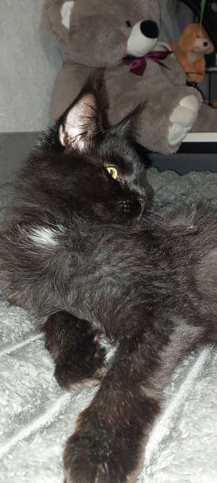 Чёрная кошка Мейн кун ищет жениха